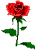 Redrose.gif (956 bytes)